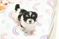 Chucky, a male Morkie and Mal Shi for sale in Baxter Springs, KS – 7 of 7