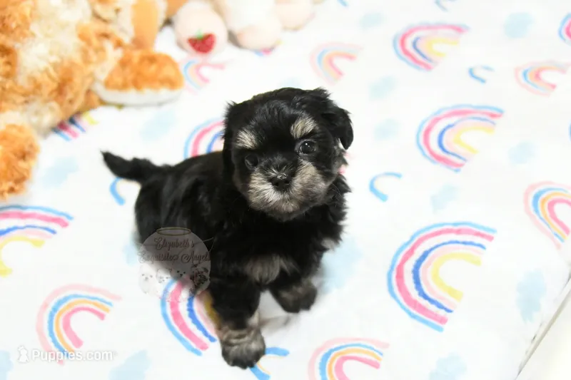 Pickles – Morkie, Mal Shi puppy for sale in Baxter Springs, KS