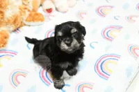 Pickles, a male Morkie and Mal Shi for sale in Baxter Springs, KS – 1 of 10