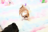Chocolate Peony, a female Shih Tzu for sale in Baxter Springs, KS – 1 of 10