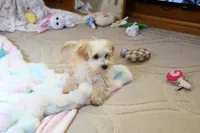 Precious Boone, a male Morkie for sale in Baxter Springs, KS – Photo 8 of 10