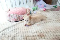 Precious Boone, a male Morkie for sale in Baxter Springs, KS – Photo 4 of 10