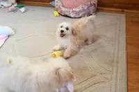 Precious Boone, a male Morkie for sale in Baxter Springs, KS – Photo 7 of 10