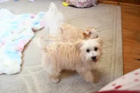 Precious Boone, a male Morkie for sale in Baxter Springs, KS – Photo 10 of 10