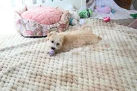 Precious Boone, a male Morkie for sale in Baxter Springs, KS – Photo 7 of 10