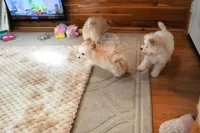 Precious Boone, a male Morkie for sale in Baxter Springs, KS – Photo 10 of 10