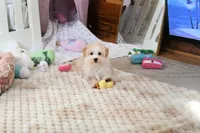 Precious Boone, a male Morkie for sale in Baxter Springs, KS – Photo 6 of 10