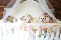 Precious Boone, a male Morkie for sale in Baxter Springs, KS – Photo 3 of 10