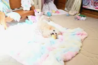 Precious Boone, a male Morkie for sale in Baxter Springs, KS – Photo 3 of 10