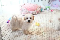 Precious Boone, a male Morkie for sale in Baxter Springs, KS – Photo 1 of 10