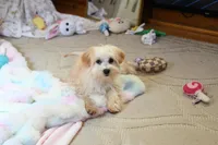 Precious Boone, a male Morkie for sale in Baxter Springs, KS – Photo 2 of 10