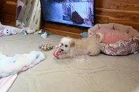 Precious Boone, a male Morkie for sale in Baxter Springs, KS – Photo 6 of 10