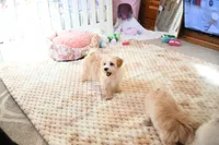 Precious Boone, a male Morkie for sale in Baxter Springs, KS – Photo 2 of 10