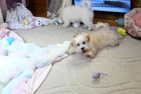 Precious Boone, a male Morkie for sale in Baxter Springs, KS – Photo 4 of 10