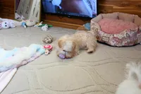 Precious Boone, a male Morkie for sale in Baxter Springs, KS – Photo 5 of 10