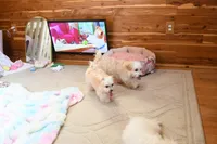 Precious Boone, a male Morkie for sale in Baxter Springs, KS – Photo 9 of 10