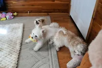 Precious Boone, a male Morkie for sale in Baxter Springs, KS – Photo 9 of 10