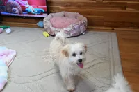 Precious Boone, a male Morkie for sale in Baxter Springs, KS – Photo 1 of 10