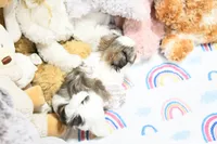 Little Phil, a male Morkie and Mal Shi for sale in Baxter Springs, KS – 8 of 10