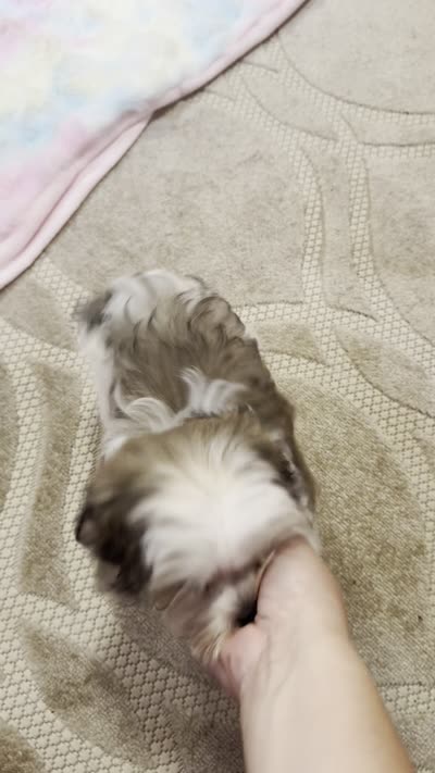 Little Phil, a male Morkie and Mal Shi for sale in Baxter Springs, KS – 10 of 10