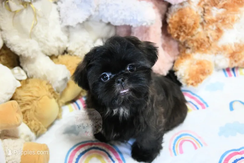 Stunning Sage – Shih Tzu puppy for sale in Baxter Springs, KS