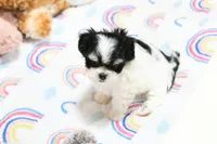 Angelica, a female Morkie and Mal Shi for sale in Baxter Springs, KS – 4 of 9
