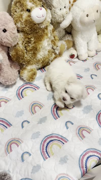 Sweetums, a male Maltese for sale in Baxter Springs, KS – 10 of 10