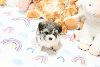 Lil, a female Morkie and Mal Shi for sale in Baxter Springs, KS – 9 of 10