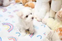 Sweetums, a male Maltese for sale in Baxter Springs, KS – 3 of 10