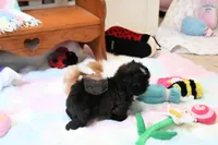 Beautiful Sunny, a male Shih Tzu for sale in Baxter Springs, KS – 5 of 10
