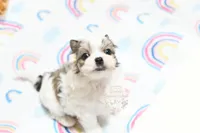 Little Phil, a male Morkie and Mal Shi for sale in Baxter Springs, KS – 2 of 10