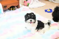 Chucky, a male Morkie and Mal Shi for sale in Baxter Springs, KS – 8 of 10