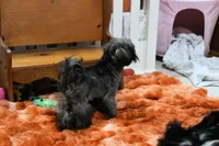 Stunning Sage, a male Shih Tzu for sale in Baxter Springs, KS – 8 of 10