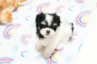 Angelica, a female Morkie and Mal Shi for sale in Baxter Springs, KS – 2 of 9