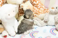Lil, a female Morkie and Mal Shi for sale in Baxter Springs, KS – 5 of 10