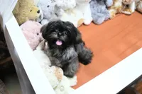 Stunning Sage, a male Shih Tzu for sale in Baxter Springs, KS – 10 of 10