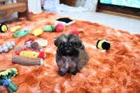 Tiny Mickey, a male Shih Tzu for sale in Baxter Springs, KS – 7 of 10