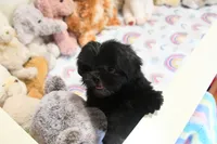 Dakota, a male Mal Shi for sale in Baxter Springs, KS – 8 of 10