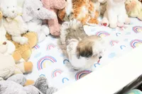 Little Phil, a male Morkie and Mal Shi for sale in Baxter Springs, KS – 4 of 10