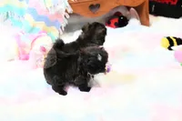 Beautiful Sunny, a male Shih Tzu for sale in Baxter Springs, KS – 6 of 10