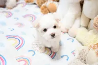 Sweetums, a male Maltese for sale in Baxter Springs, KS – 9 of 10