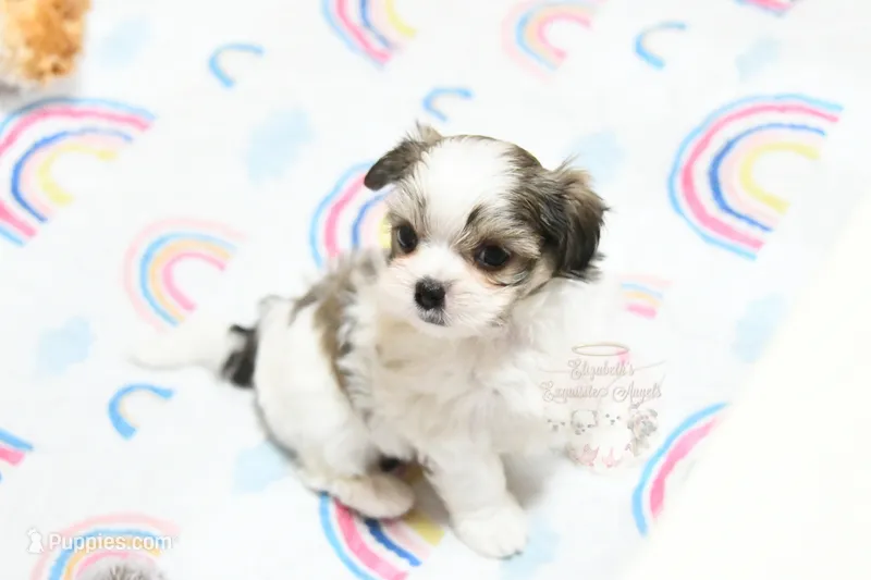 Little Phil – Morkie, Mal Shi puppy for sale in Baxter Springs, KS