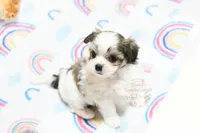 Little Phil, a male Morkie and Mal Shi for sale in Baxter Springs, KS – 1 of 10