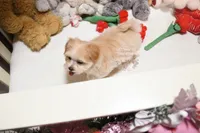 processed/7a5e70c1-ae8b-4c4c-bb77-42092f29b730/listing/4ce57215-f74e-4af4-8fd4-2c709549040a/286d7e9e-b3f8-49dd-9b75-7ef217a796f3