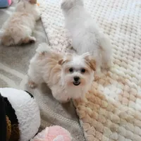 Tiny Blaze, a male Morkie for sale in Baxter Springs, KS – Photo 6 of 10