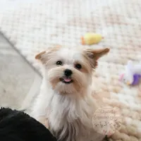 Tiny Blaze, a male Morkie for sale in Baxter Springs, KS – Photo 3 of 10