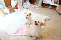 Tiny Blaze, a male Morkie for sale in Baxter Springs, KS – Photo 9 of 10