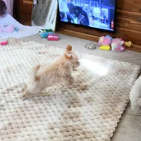 Tiny Blaze, a male Morkie for sale in Baxter Springs, KS – Photo 5 of 10