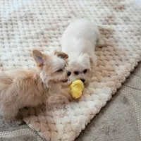 Tiny Blaze, a male Morkie for sale in Baxter Springs, KS – Photo 9 of 10