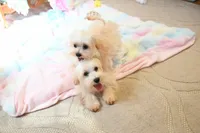 Tiny Blaze, a male Morkie for sale in Baxter Springs, KS – Photo 8 of 10